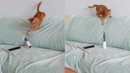 'Curious cat tactically gets rid of 'the threat' '