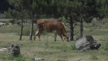 Ordu Büyükşehir Belediyesi'ne, 15 Milyon TL Harcayıp Vazgeçtiği Botanik Park Tepkisi: 