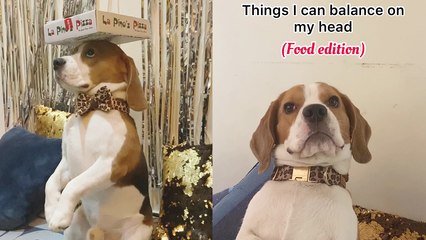 'Watch which food items this dog can effortlessly balance on his head '