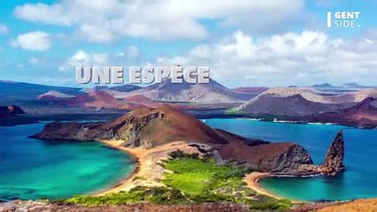 Une espèce supposée éteinte depuis 100 ans retrouvée sur une île volcanique