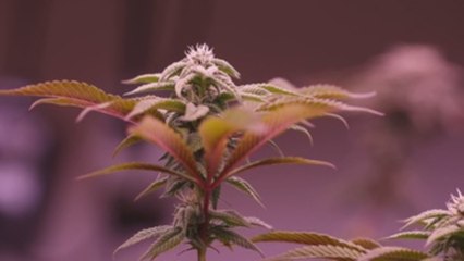 Fumar o no fumar, confusión tras la despenalización del cannabis en Tailandia