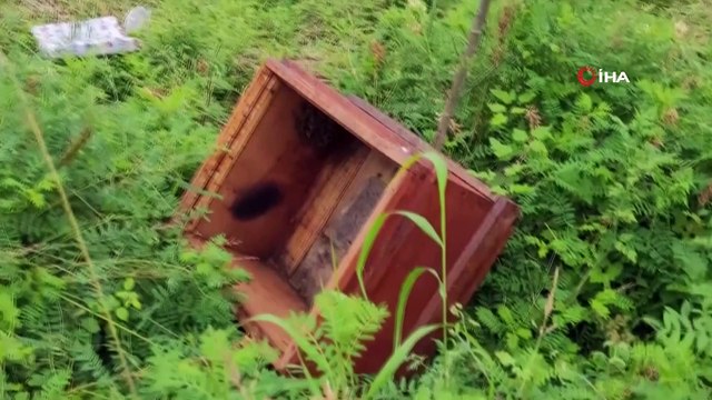 Aç kalan bozayı, arı kovanını parçalayıp balları yedi! O anlar fotokapana yansıdı
