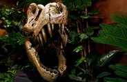 Remains of Europe's 'largest ever' predator dinosaur found!