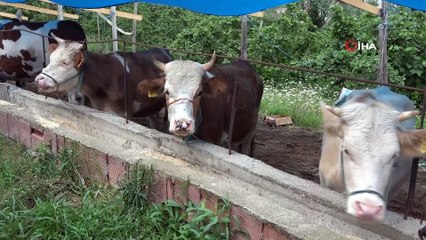 Kurbanlık hayvanlar pazara indi: Ortalama fiyat açıklandı