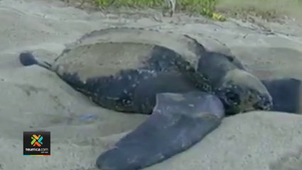 tn7-poca-cantidad-de-tortugas-deshovando-en-playa-grande-130622