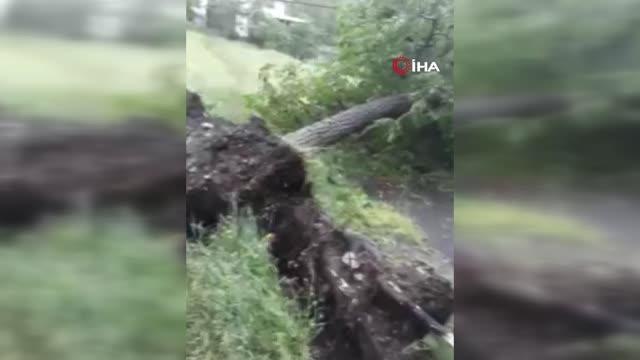 Şiddetli rüzgar ağaçları devirdi, çatıları uçurdu