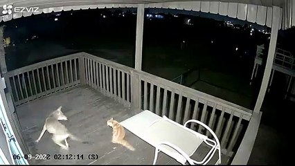 Un coyote atacando un gato