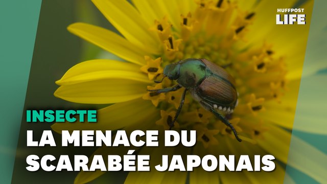 Le scarabée japonais, menace imminente pour la flore française