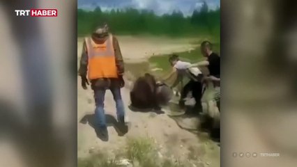 Rusya'da yavru ayının imdadına çevredekiler yetişti