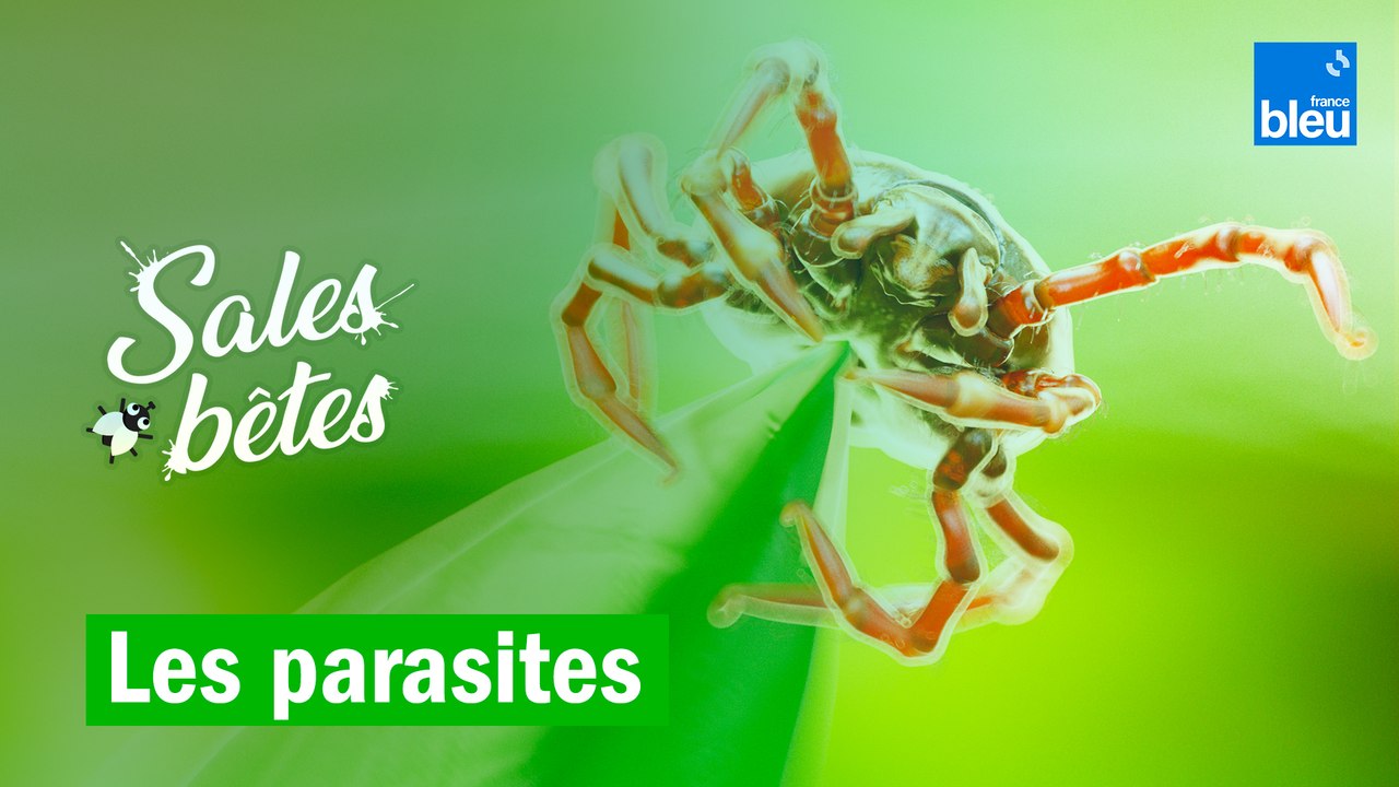 Pou, tique, ténia : ces sales bêtes sont petites, mais peuvent nous gâcher la vie