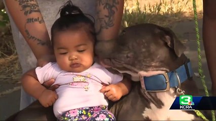 Conoce la historia pitbull salvó a una niña de morir en un incendio