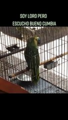 Conoce a Piter, el loro cumbiero que la rompe en TikTok