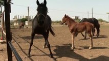 La guerra en Siria diezma la población de caballos árabes y amenaza su supervivencia