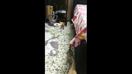 Kittens Playing Fighting and Hiding under Bed