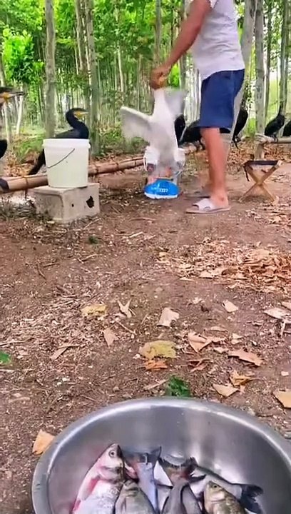 Ce cormoran a vraiment la dalle