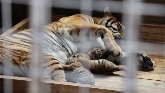 Una tigresa siberiana da a luz a cuatrillizos en un centro de cría del noreste de China