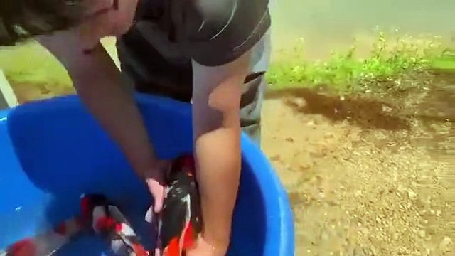 releasing fish into the river