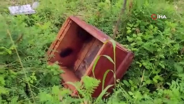 Vay ayı vay! Arı kovanını parçalayan boz ayı balları böyle yedi