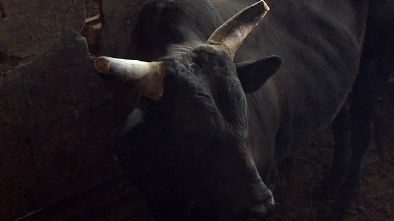 2 Guns - Feature: So entstand die Szene mit dem Bullen