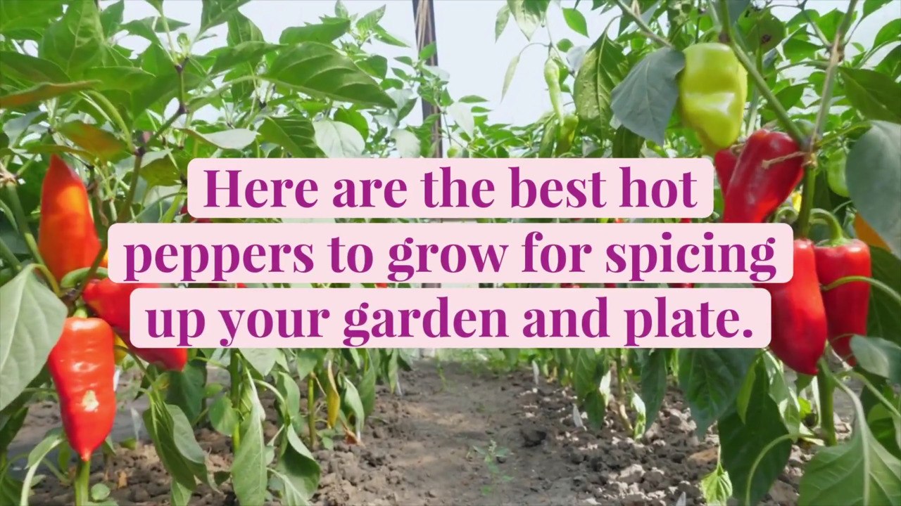 11 Best Hot Peppers to Grow for Spicing Up Your...