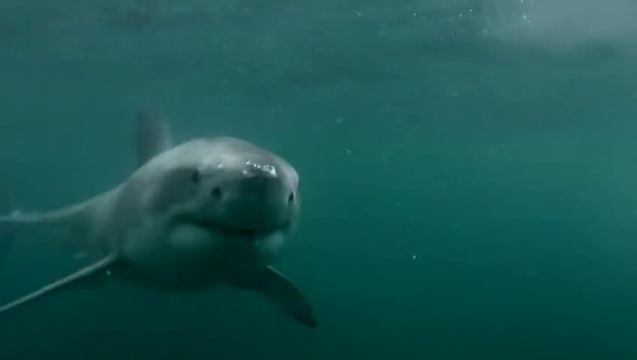 Un homme se jette à l'eau et tombe nez à nez avec un grand requin blanc