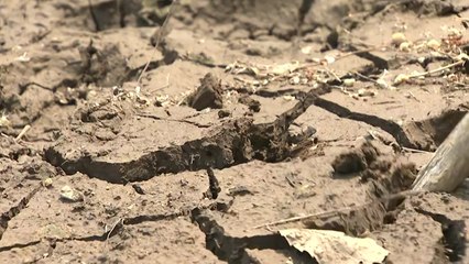 [뉴스라이더] 역대급 가뭄에 애타는 농촌...지금 농촌은? / YTN