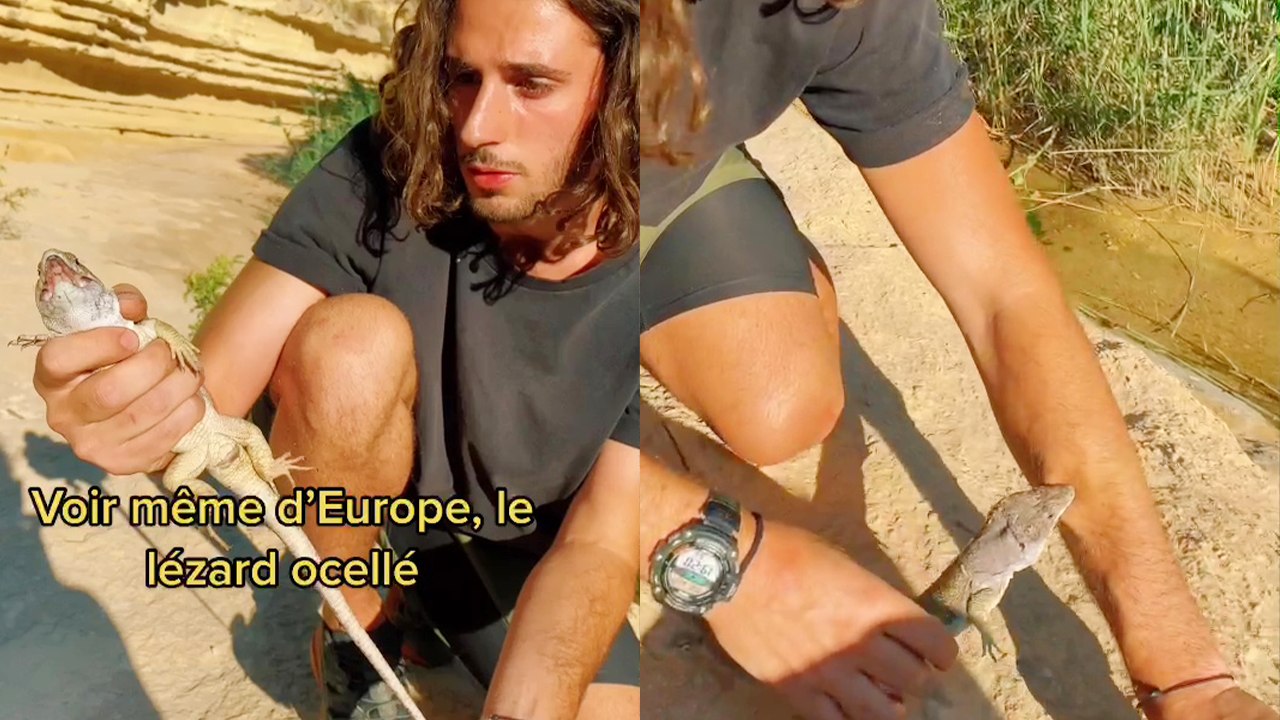 'Fearless guy lets ENORMOUS lizard bite him to judge the level of pain it inflicts '