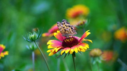 Relaxation music , A butterfly's life | Relaxation studio