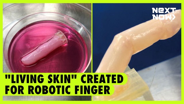 Living skin created for robotic finger | NEXT NOW