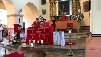 Un perrito se 'robó' el pan de una iglesia y quedó grabado en un video y se hizo viral