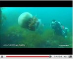 Méduse de Nomura : filmée en train d'évoluer dans son milieu naturel