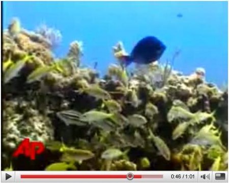 Récif corallien : menacé par le réchauffement climatique