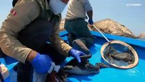 La lucha por la supervivencia de las aves víctimas del vertido de petróleo en Perú