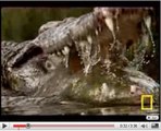 Crocodiles : de redoutables prédateurs
