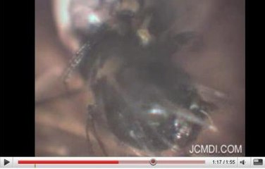 L'éclosion d'une chenille filmée sous microscope