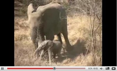 Les premiers pas d'un éléphanteau filmé dans son milieu naturel