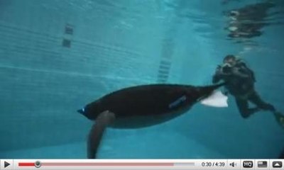 Des pingouins bioniques nageant ou volant, filmés en action
