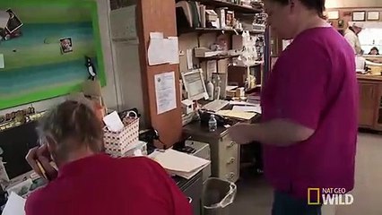 The Incredible Dr. Pol Saison 2 - Itsy Bitsy Goat Kid  (EN)