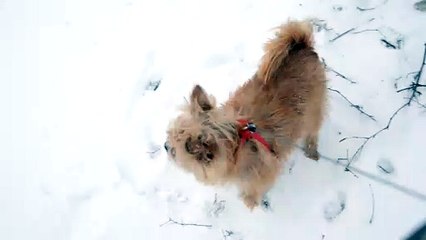 Walking my dog in a blizzard and she had a good walk