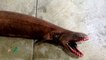 Äußerst seltener, "prähistorischer" Hai in Australien gefischt