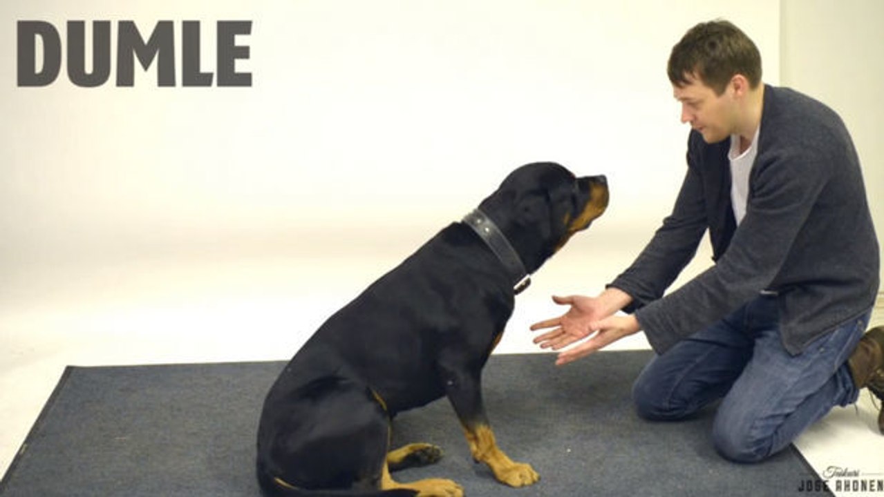 Zauberer legt Hunde mit genialem Trick rein. Die Reaktionen sind zum Kaputtlachen!