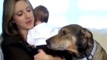 Dieser Hund hat das Leben eines Babys gerettet. Sein Mut wird Sie beeindrucken.