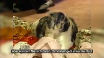 Diese Katze konnte ihre Jungen nicht bei einem Brand sterben lassen. Was sie getan hat, wird Sie zu Tränen rühren.