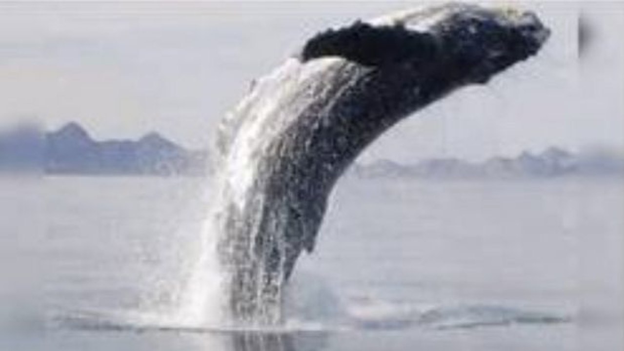 Sie retten einen Wal, der in Lebensgefahr schwebt. Die Art, in der sich der Wal bedankt, wird Sie berühren.