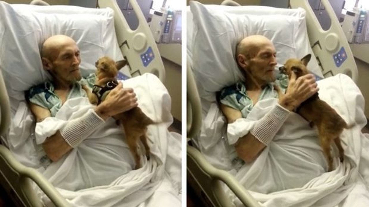 Hund sieht sein schwerkrankes Herrchen im Krankenhaus wieder. Ein bewegendes Wiedersehen.