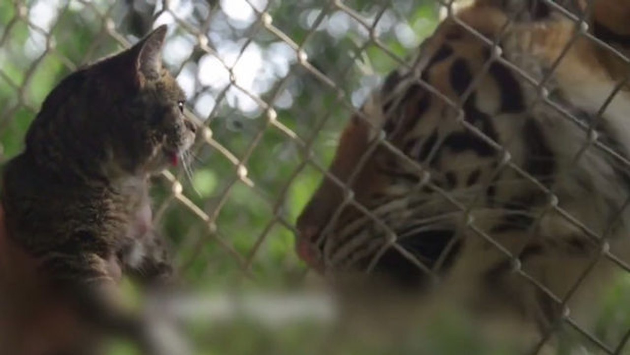 Diese Katzen wollen eine wichtige Botschaft vermitteln. Sie werden Sie zum Nachdenken bringen!