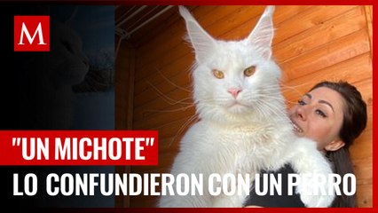 Conoce a Kéfir, 'el gato más grande' del mundo que confundieron con un perro