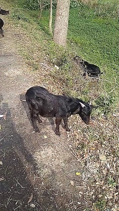 GOAT VIDEO | Cute Goat 