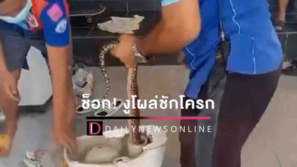 ป้าช็อก! จะปลดทุกข์ เจอน้องเหลือมโผล่ชักโครก ต้องตัดใจสั่งทุบถึงจับได้ | HOTSHOT เดลินิวส์ 24/01/65