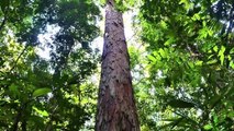 Top 15 Tallest Trees and Plants